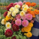 Benih Bunga Krisan Mixed Unggul Premium