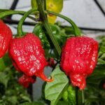 Benih Cabe Carolina Red Reaper Merah Cabai Pedas Heirloom Premium