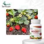 Fruit Boost Pro 100mL Pupuk Cair Pelebat Buah Organik Hormon Percepatan Pembuahan