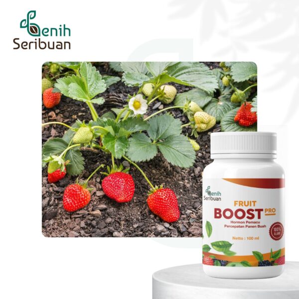 Fruit Boost Pro 100mL Pupuk Cair Pelebat Buah Organik Hormon Percepatan Pembuahan 4 Fruit Boost Pro 100mL Pupuk Cair Pelebat Buah Organik Hormon Percepatan Pembuahan