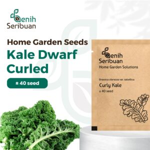 Benih Kale Dwarf Curly Heirloom Tanaman Herb Premium