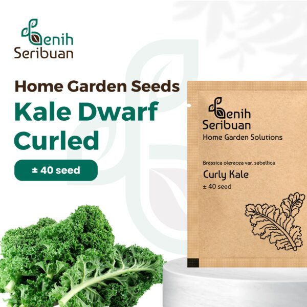 Benih Kale Dwarf Curly Heirloom Tanaman Herb Premium 1 Benih Kale Dwarf Curly Heirloom Tanaman Herb Premium