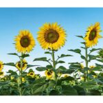 Bibit Bunga Sunflower Giant Tanaman Heirloom