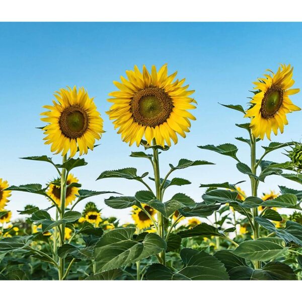 Bibit Bunga Sunflower Giant Tanaman Heirloom