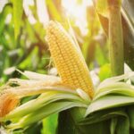 Benih Jagung Manis