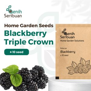 Benih Buah Blackberry Unggul Premium