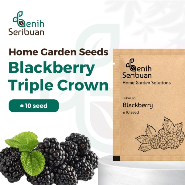 Benih Buah Blackberry Unggul Premium 1 Benih Buah Blackberry Unggul Premium