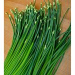 Benih Daun Kucai Tanaman Herb Heirloom Premium