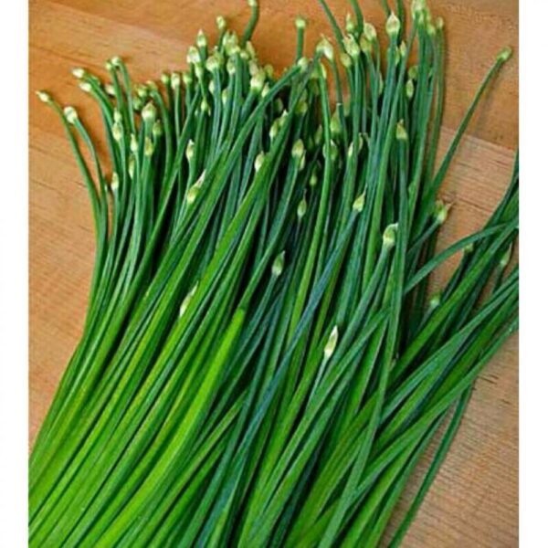 Benih Daun Kucai Tanaman Herb Heirloom Premium