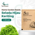 Benih Selada Hijau