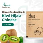 Benih Buah Kiwi Hijau Unggul Premium