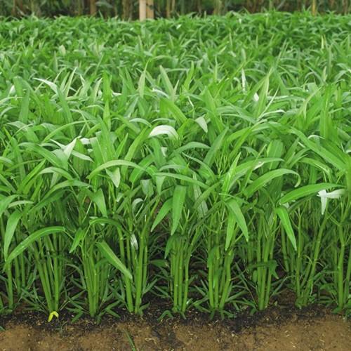 Benih Kangkung Darat Daun Lebar