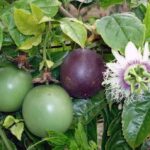 Benih Buah Markisa Ungu Kulit Halus