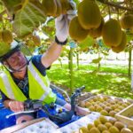 Benih Buah Kiwi Hijau Unggul Premium