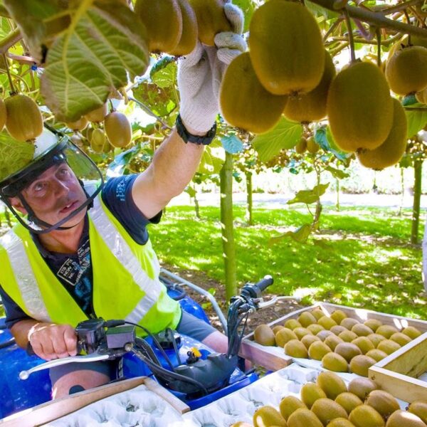 Benih Buah Kiwi Hijau Unggul Premium 7 Benih Buah Kiwi Hijau Unggul Premium