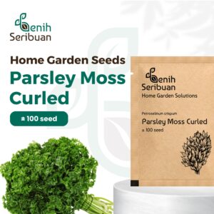 Bibit Parsley Moss Curly Tanaman Herb Premium 