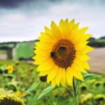 Benih Bunga Matahari Kuning Sunflower Yellow Unggul Premium