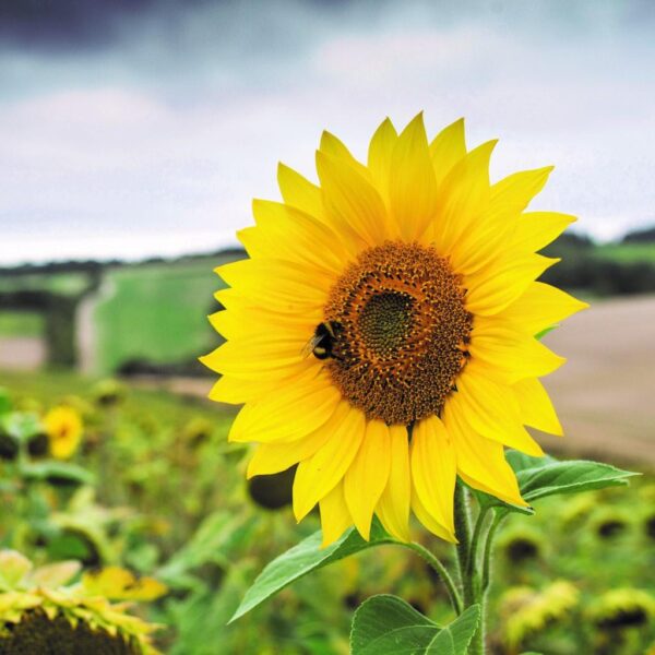 Benih Bunga Matahari Kuning Sunflower Yellow Unggul Premium