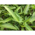 Benih Kangkung Darat Daun Lebar