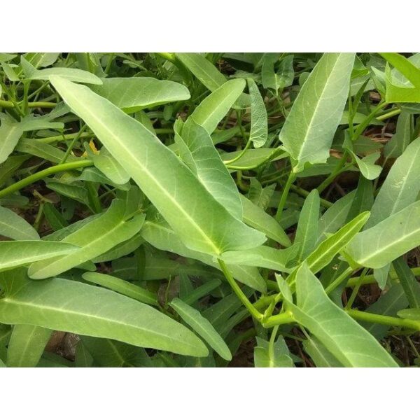 Benih Kangkung Darat Daun Lebar