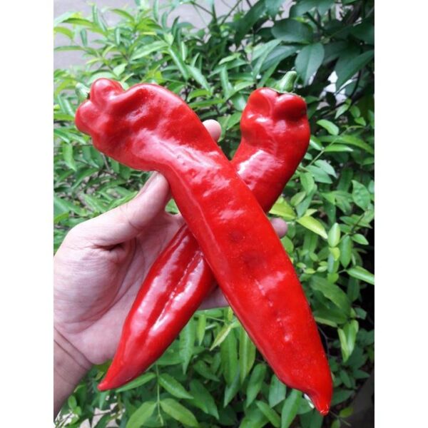 Benih Cabe Raksasa Sweet Italian Red Heirloom Premium