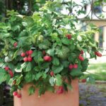 Benih Buah Raspberry Merah Unggul Premium