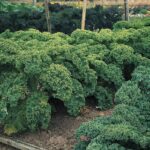 Benih Kale Dwarf Curly Heirloom Tanaman Herb Premium