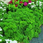 Bibit Parsley Moss Curly Tanaman Herb Premium