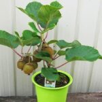 Benih Buah Kiwi Hijau Unggul Premium
