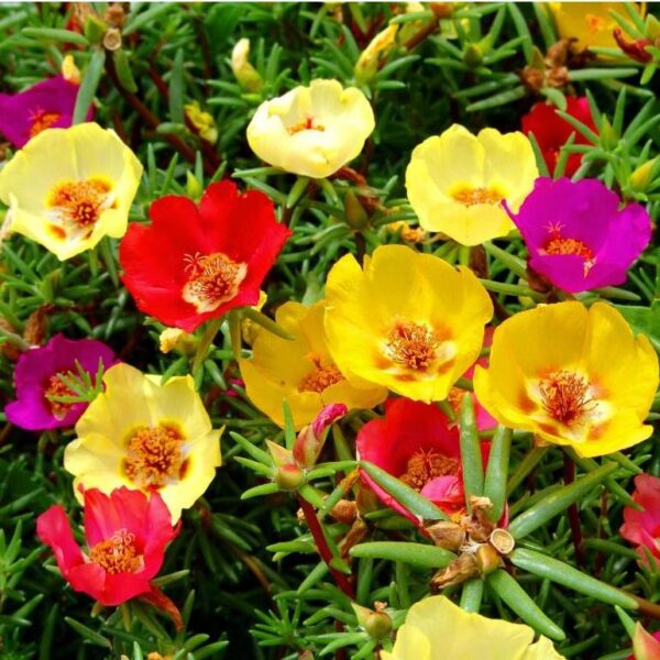 Benih Bunga Mossrose Krokot Unggul Premium