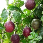Benih Buah Markisa Ungu Kulit Halus