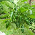 Benih Cabe Jalapeno F1 Hybrid Premium