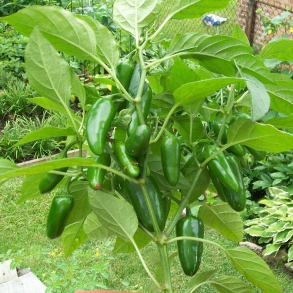Benih Cabe Jalapeno F1 Hybrid Premium 3 Benih Cabe Jalapeno F1 Hybrid Premium