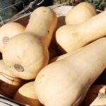 Benih Buah Labu Madu Butternut Squash F1 Hibrida Premium