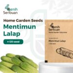 Benih Timun Lalap