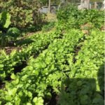 Benih Herb Coriander Daun Ketumbar Tanaman Heirloom