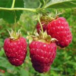 Benih Buah Raspberry Merah Unggul Premium