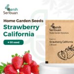 Benih Buah Strawberry California Unggul Premium