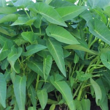 Benih Kangkung Darat Daun Lebar
