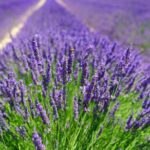 Benih Bunga Lavender English Heirloom Premium