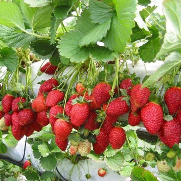 Benih Buah Strawberry California Unggul Premium 6 Benih Buah Strawberry California Unggul Premium
