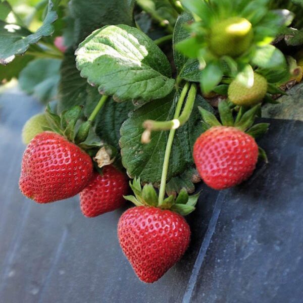Benih Buah Strawberry California Unggul Premium 5 Benih Buah Strawberry California Unggul Premium