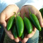 Benih Cabe Jalapeno F1 Hybrid Premium