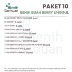 Benih Buah Berry 10 Macam Benih Strawberry Paket Lengkap Seribuan