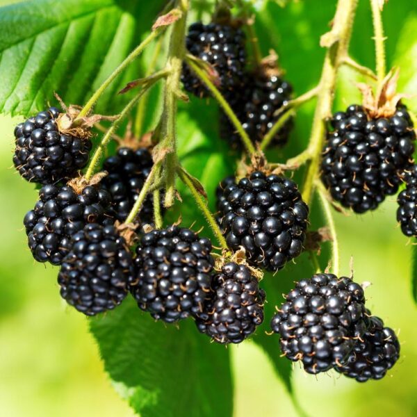 Benih Buah Blackberry Unggul Premium 3 Benih Buah Blackberry Unggul Premium