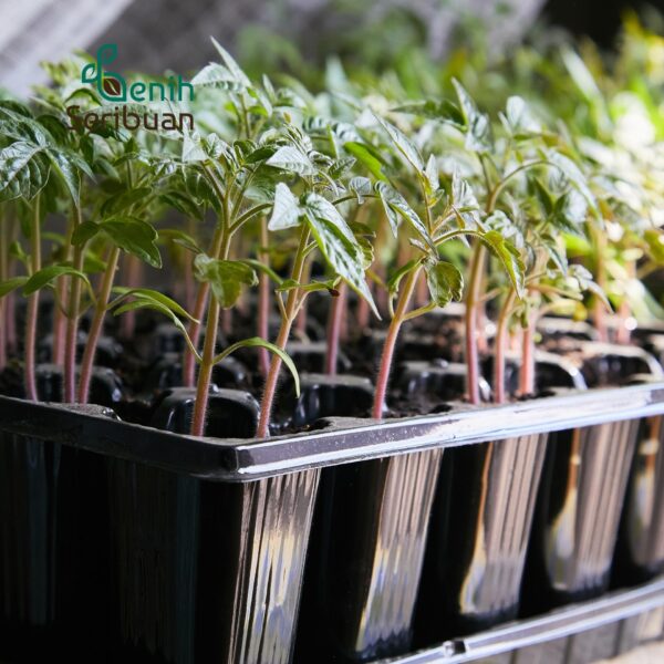 - Paket Tray Semai 5 pc Pot Tray Tebal 1 MM Lubang 128 Media Tanam Semai Benih