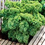 Benih Kale Dwarf Curly Heirloom Tanaman Herb Premium