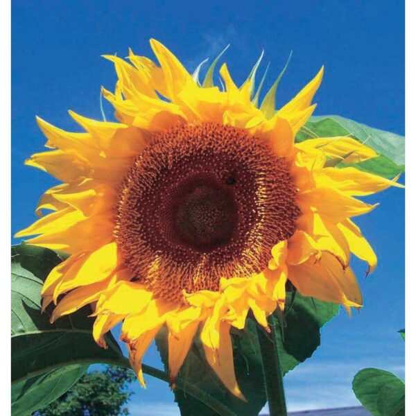 Bibit Bunga Sunflower Giant Tanaman Heirloom