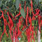 Benih Cabe Merah Keriting
