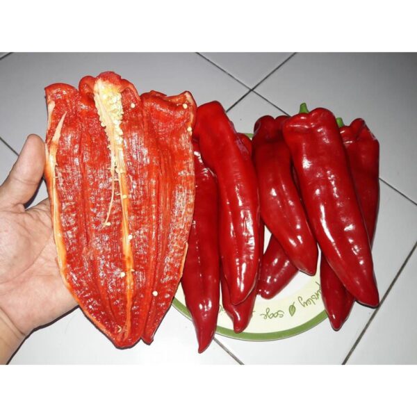 Benih Cabe Raksasa Sweet Italian Red Heirloom Premium